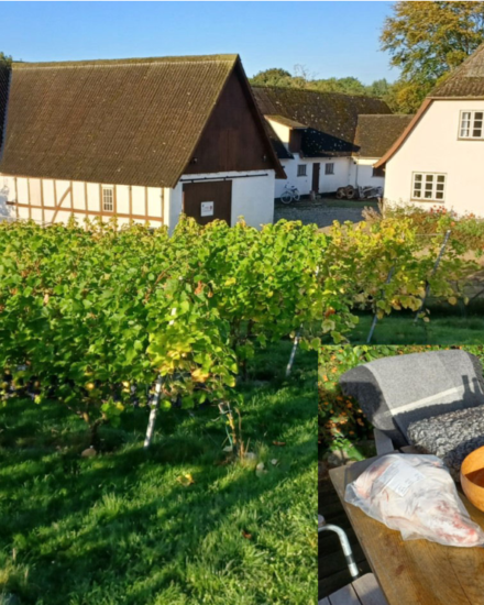 Dansk vinsmagning med Vrangbækgaard